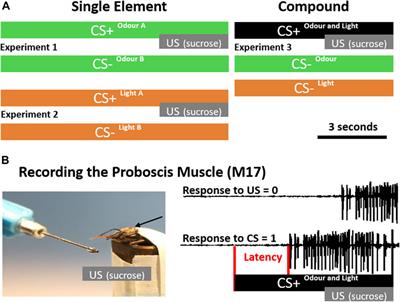 Visual accelerated and olfactory decelerated responses during multimodal learning in honeybees